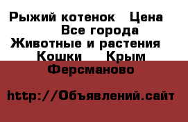 Рыжий котенок › Цена ­ 1 - Все города Животные и растения » Кошки   . Крым,Ферсманово